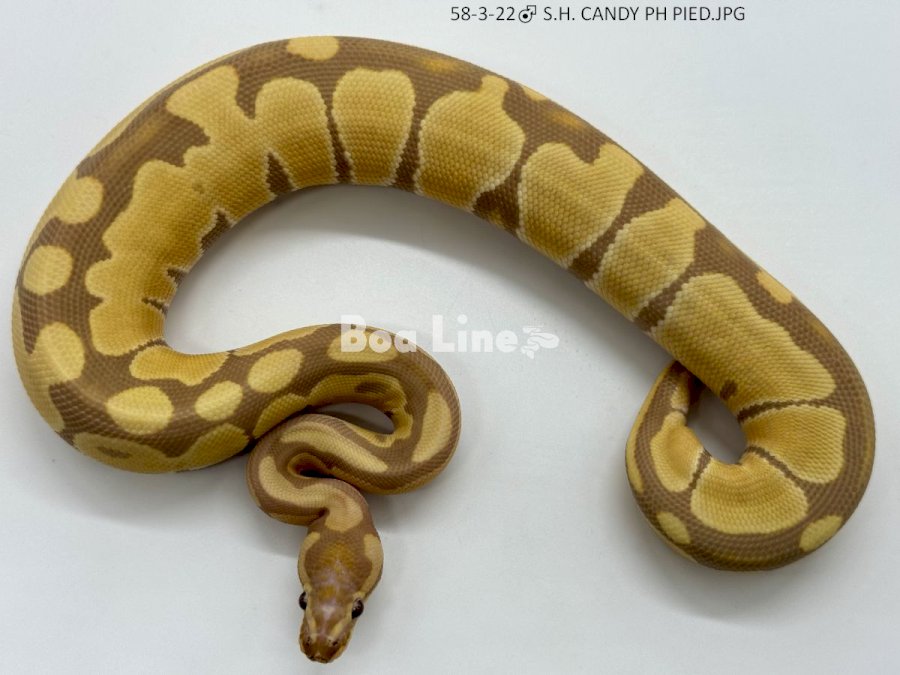 S.H. CANDY PH PIED